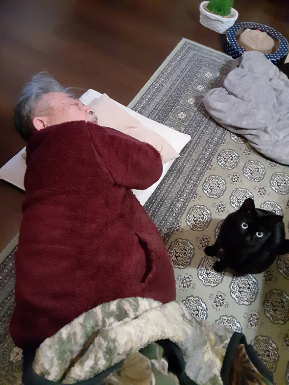 猫用ベッドの使い方を教えるお父さん