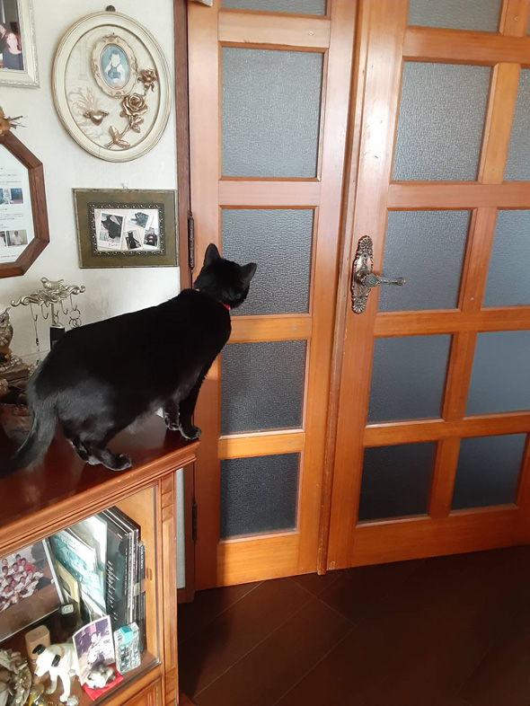 猫用ベッドの使い方を教えるお父さん