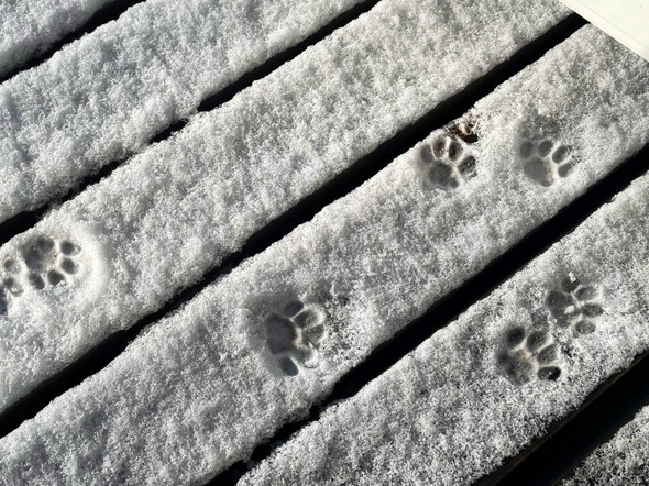 ウッドデッキの薄雪に猫の足跡