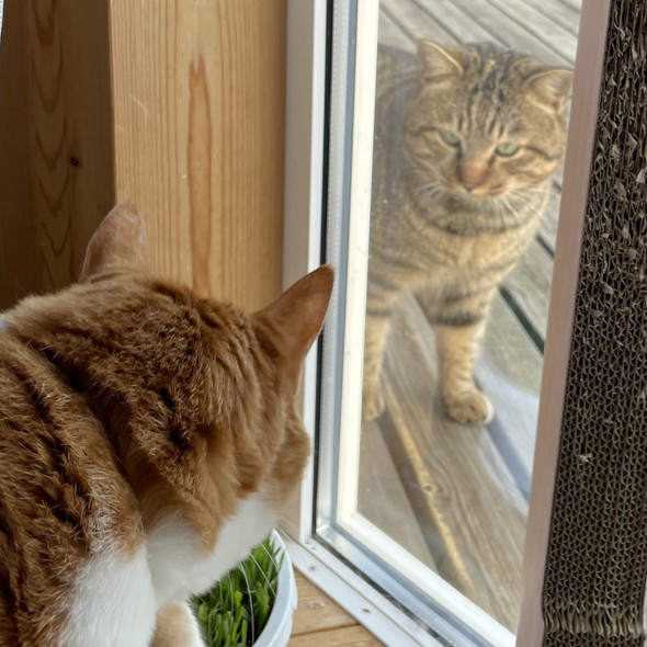 窓の外と中で見つめ合う猫ちゃん2匹