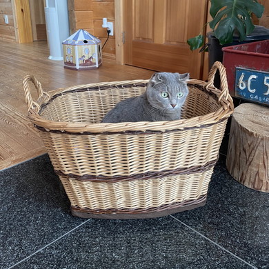 カゴに入っている猫ちゃん