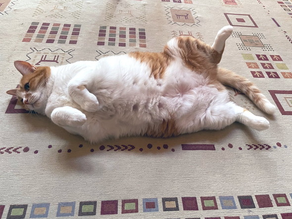 へそ天で転がる猫ちゃん