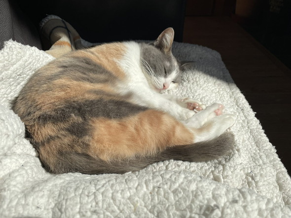 ひだまりの中で眠る猫ちゃん