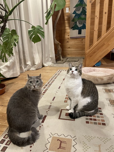 見上げる2匹の猫ちゃん