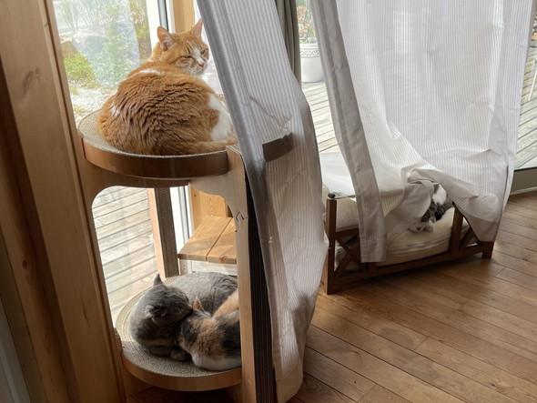 爪とぎやベッドでくつろぐ猫ちゃん4匹