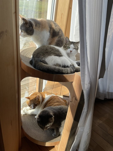 爪とぎに乗る猫ちゃん4匹