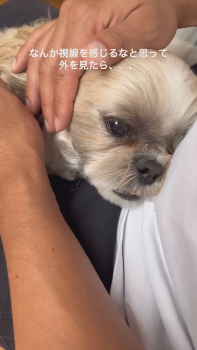 膝の上にワンコを乗せてなでる飼い主