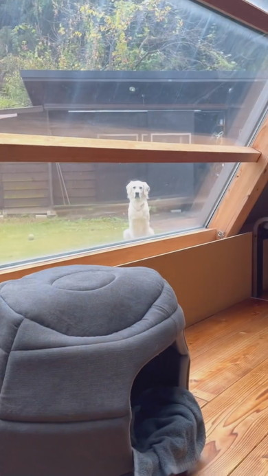 窓の外から飼い主を見つめるワンコ