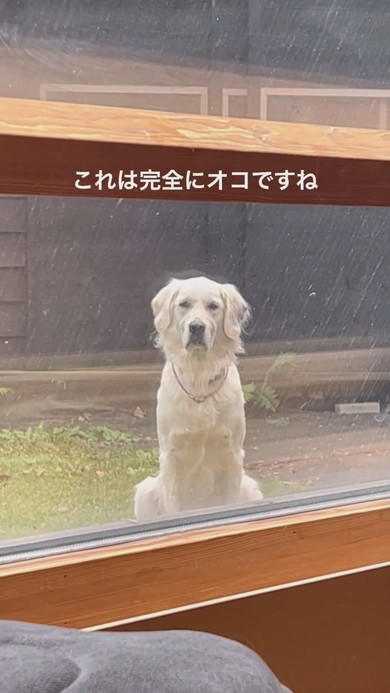 窓の外から飼い主を見つめるワンコ