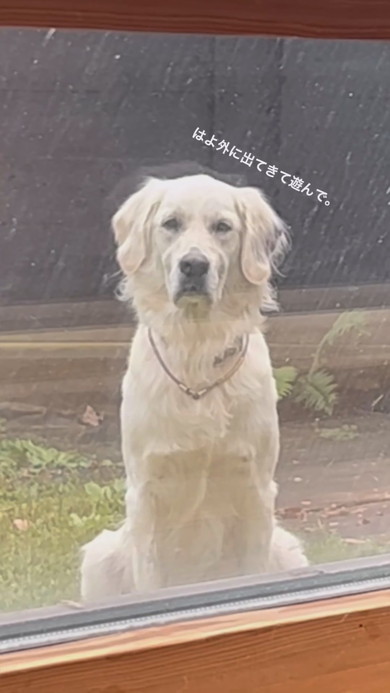 窓の外から飼い主を見つめるワンコ