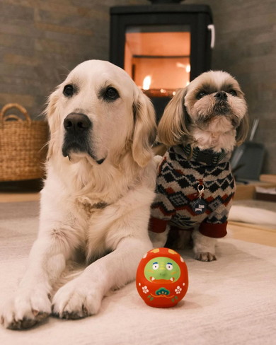 並ぶ大型と小型のワンコたち