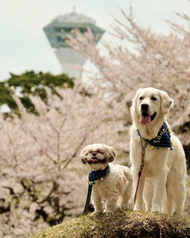 桜の前で佇むワンコ2匹