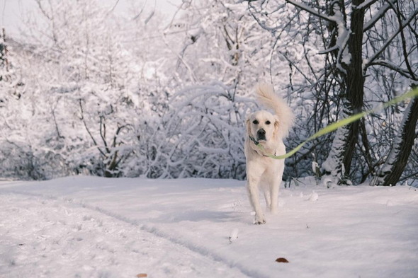 雪の中を歩くワンコ