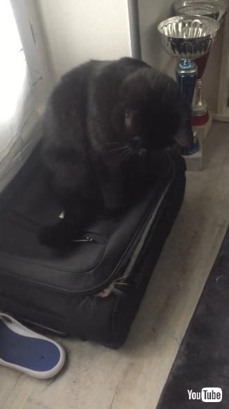 スーツケースの上に乗る猫