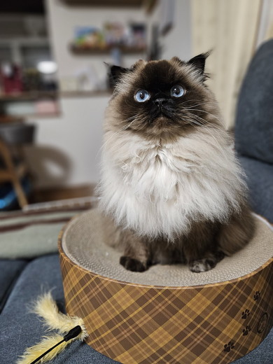 爪とぎボウルの上に座るヒマラヤンの猫ちゃんの正面姿