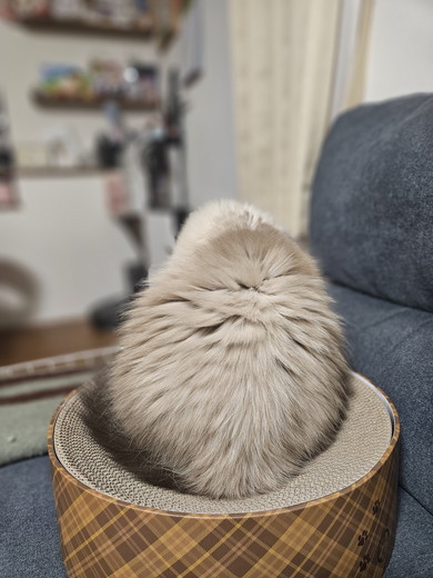 爪とぎボウルの上で背中を見せるヒマラヤンの猫ちゃん