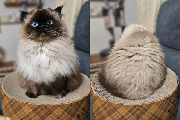 用があるときとないときのヒマラヤンの猫ちゃんの写真