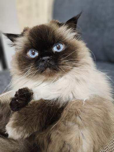 アップのヒマラヤンの猫ちゃん