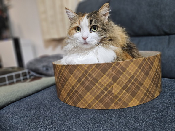 爪とぎの上に居る猫ちゃん