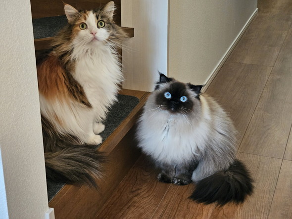 見上げる2匹の猫ちゃん