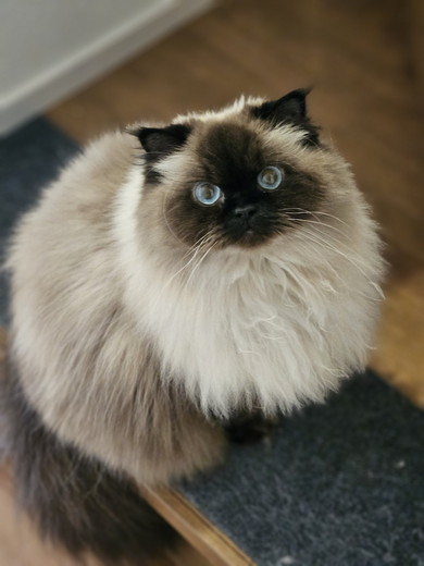 見上げるヒマラヤンの猫ちゃん