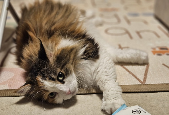 ホットカーペットの上でくつろぐ猫ちゃん