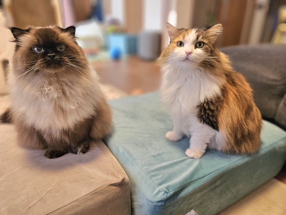 クッションに乗る猫ちゃん2匹