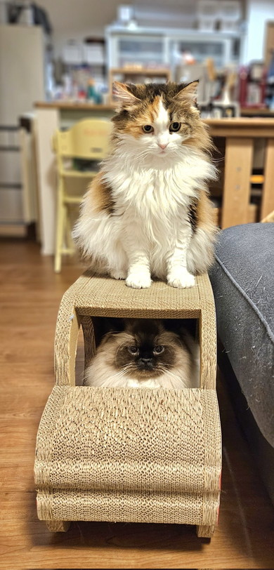 車型の爪とぎに乗る猫ちゃん2匹