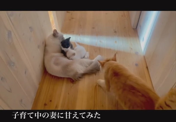 育児中のママ猫に甘えるため近寄るパパ猫