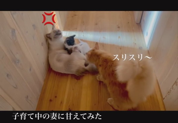 甘えるパパ猫に威嚇するママ猫