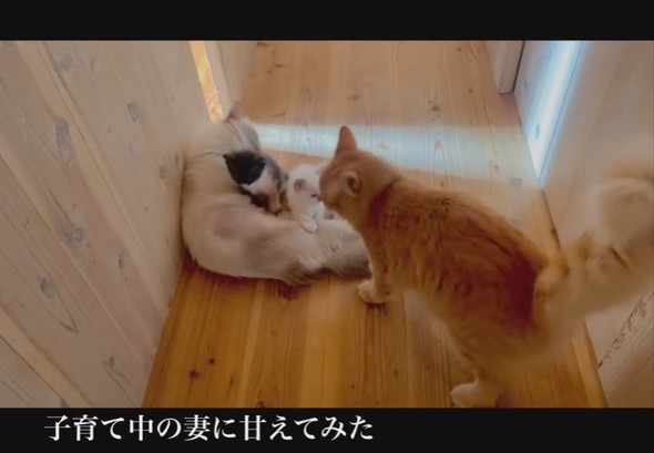 子猫にクンクンれているパパ猫