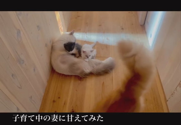 ママ猫から離れるパパ猫