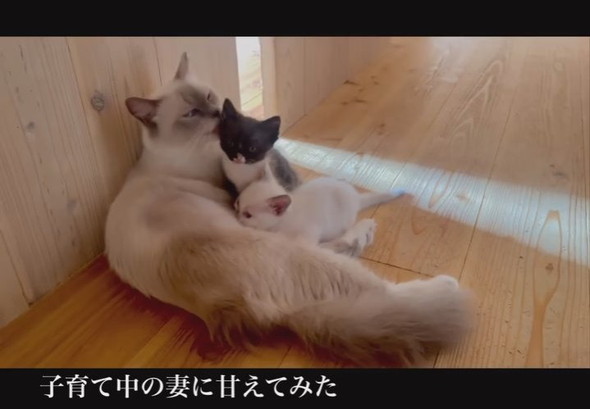 子育て頑張るママ猫