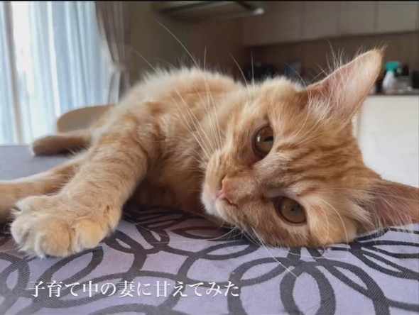 横になるパパ猫