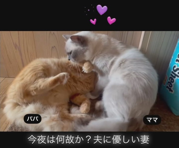 仲むつまじい猫ちゃん夫婦