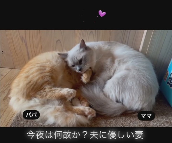 仲むつまじい猫ちゃん夫婦