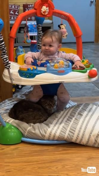 バウンサーで遊ぶ赤ちゃんと猫