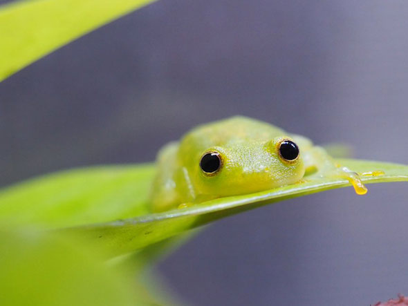 カエルが寝ているときと起きているとき