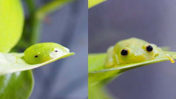 カエルが寝ているときと起きているとき
