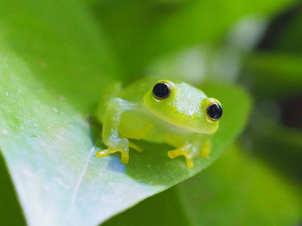 完全に起きたカエル