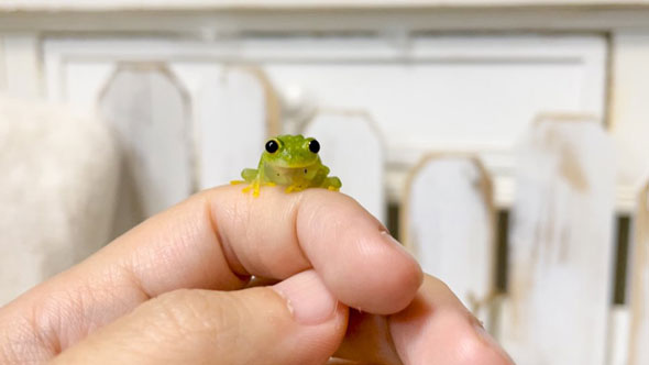 小さいカエル