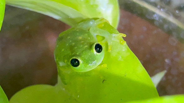 夜行性のフライシュマンアマガエルモドキ