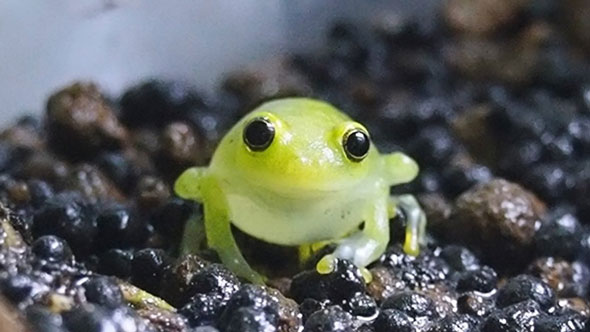 マスカットグミみたいなカエル