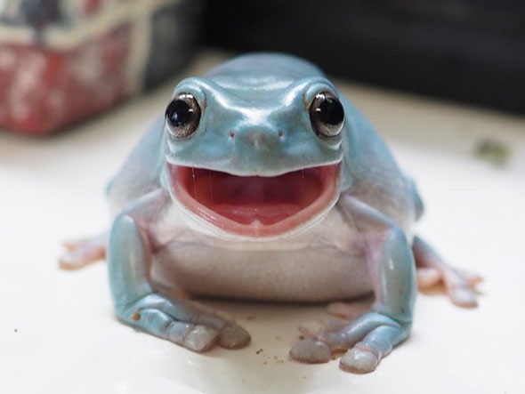 笑顔なイエアメガエル