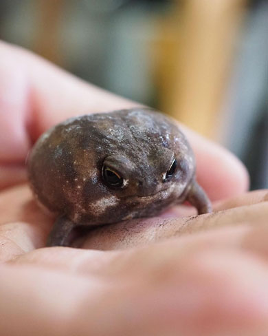 ムスッとしたアメフクラガエル