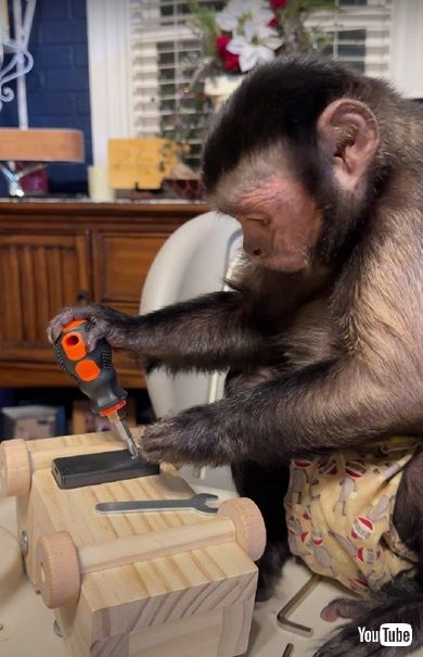 ドライバーで遊ぶサル