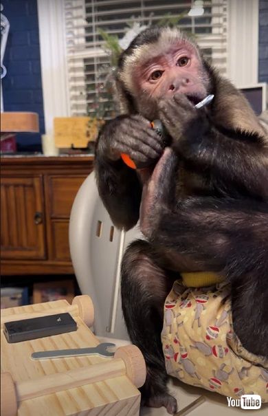 ドライバーで遊ぶサル