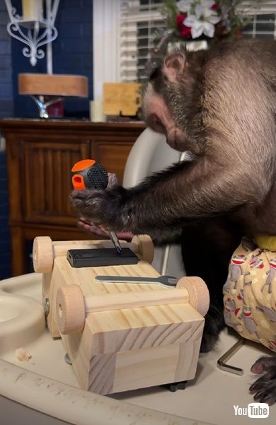 ドライバーで遊ぶサル