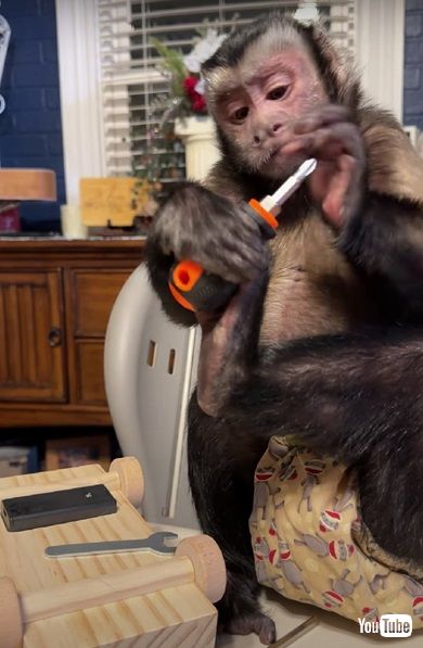 ドライバーで遊ぶサル