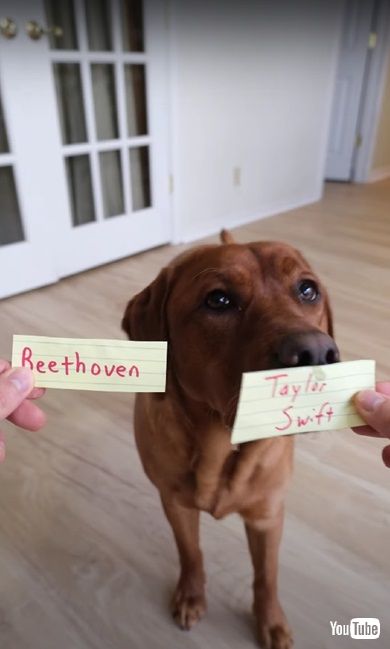 紙を選ぶワンコ